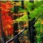 Lesley Olson - @lesleyolson2 - Instagram