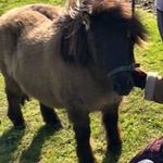 Lesley Riach-Phelps - @martythemiaturepony - Instagram