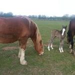 Lesley Powell - @lesley.powell.77920 - Instagram