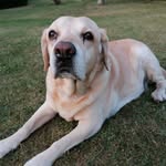 Lesley Richards - @ashdog218 - Instagram
