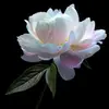 Lesley Richardson Les - @lesley.richardson0 - TikTok