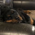 Lesley Krebs Richter - @lambypie71 - Instagram