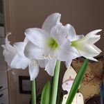 Lesley Rogers - @lesley.rogers.31 - Instagram