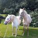 Lesley Russell - Facebook