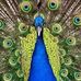 Lesley Stapleton - Facebook