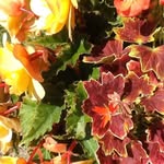 Lesley Tompkins - @lesley.tompkins.60 - Instagram