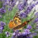 Lesley Weston, Aromatherapist MFHT, ITEC DIP - Facebook