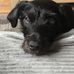 Lesley York - Facebook
