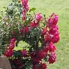 LESLIE.ALT - @iluv.cherry0815 - TikTok