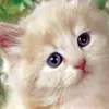 leslieb - @lesliebarrow947 - TikTok