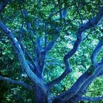 Leslie Bednar - @bluejourneyreiki - Instagram