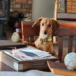 Leslie Bruner - @54doxydog - Instagram