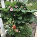 Leslie Byers - Facebook