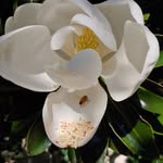Leslie Cerf - @leslieatchlocal - Instagram