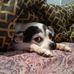Leslie Chamberlin - Facebook