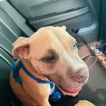 enybelly - @leslieannchaplin - Instagram