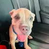 leslieannchaplin - @bobaqueencutie - TikTok