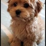 devaughnleslie - @devaughnleslie3127 - Instagram