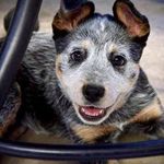Leslie Ernst - @leslie_in_the_woods - Instagram