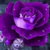 Leslie Forney - @leslie.forney - TikTok