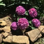 Leslie Grother - @lesliegrother - Instagram