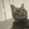 Leslie.Hahn - @lesliehahnjrlusr - TikTok