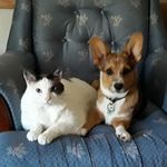 Leslie Harder - @cat.n.corgi - Instagram