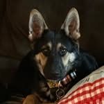 Leslie Hardison - @hyperhuskys2 - Instagram
