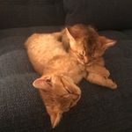 🐱Leslie   🐯Jasper - @lesandjas - Instagram