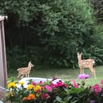 Leslie Johnstone - @wildeberry_meadows - Instagram