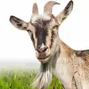Leslie Joubert - @itz_goat_za - TikTok
