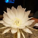 Leslie Thomas Lamonte - @leslielamonte - Instagram