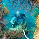 Leslie Layton - @scuba_diver_les - Instagram