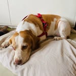 Leslie - @leslie_the_lemon_beagle - Instagram