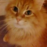 Leslie Madry VanDyke - @lessscooter - Instagram