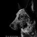 Leslie Messina - Facebook