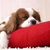 Leslie Midkiff - Facebook
