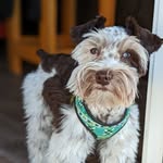 Leslie Mower - @cody.the.toy.schnauzer - Instagram