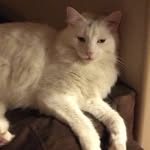 Leslie Mueller - @mueller7437 - Instagram