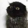 Leslie - @lesliemully - TikTok