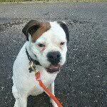 Leslie Nesbitt- Butkovich - @lab65 - Instagram