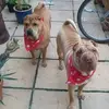 Lesley Patching - @lesley.patching - TikTok