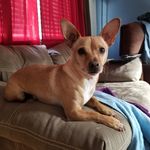 Leslie Phipps - @remus_the_littlest_thief_ - Instagram