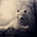 leslie pierre - @down_puppy - Instagram