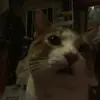 Leslye Polanco 123 - @leslie.polanco5 - TikTok