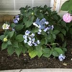 Leslie Randle - @plainandfancy - Instagram
