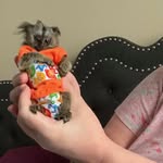 Leslie Schaeffer - @gizmo_the_marmoset - Instagram
