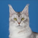 Leslie Schaffer - @maine_coon4444 - Instagram