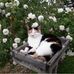 Lesley Spiller - Facebook