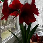 Leslie Springman - @springmanleslie - Instagram